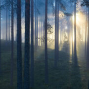 mets&auml;tila, myy hinta, 000, Myy mets&auml;si